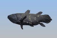 Coelacanthe fossile (reconstitution)